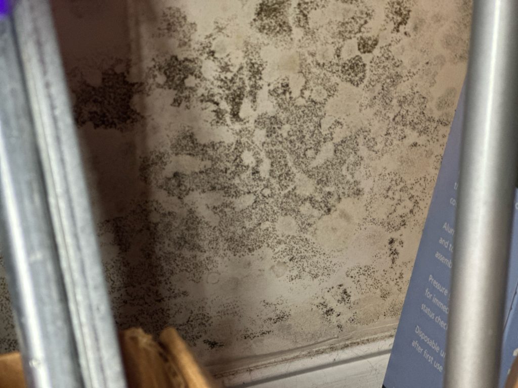 Close-up of black mold spots spread across a light-colored painted wall or ceiling surface near a trim edge, forming dense clusters typical of moisture damage.