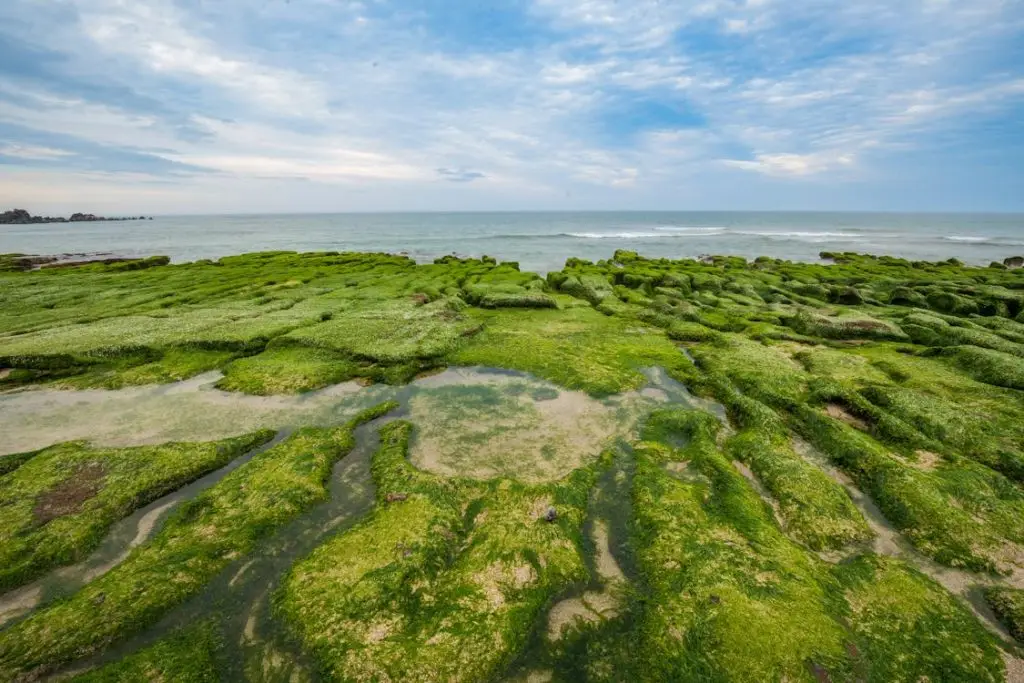 rocky Florida coastline with algae bloom representing red tide outdoor air quality
